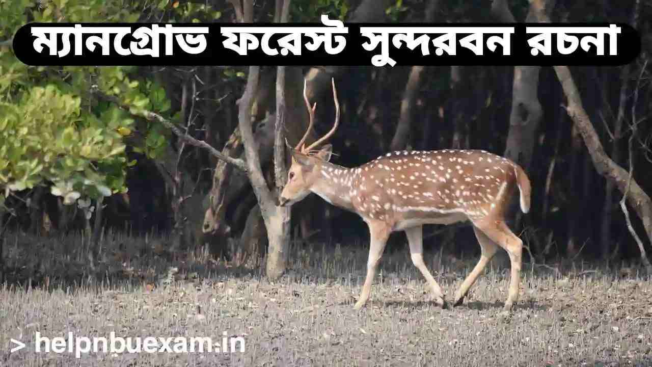 ম্যানগ্রোভ ফরেস্ট সুন্দরবন বাংলা রচনা